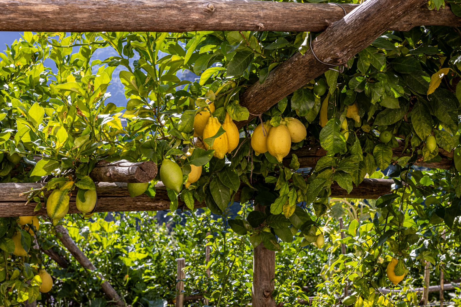 Citronnier chargé de citrons dans un jardin