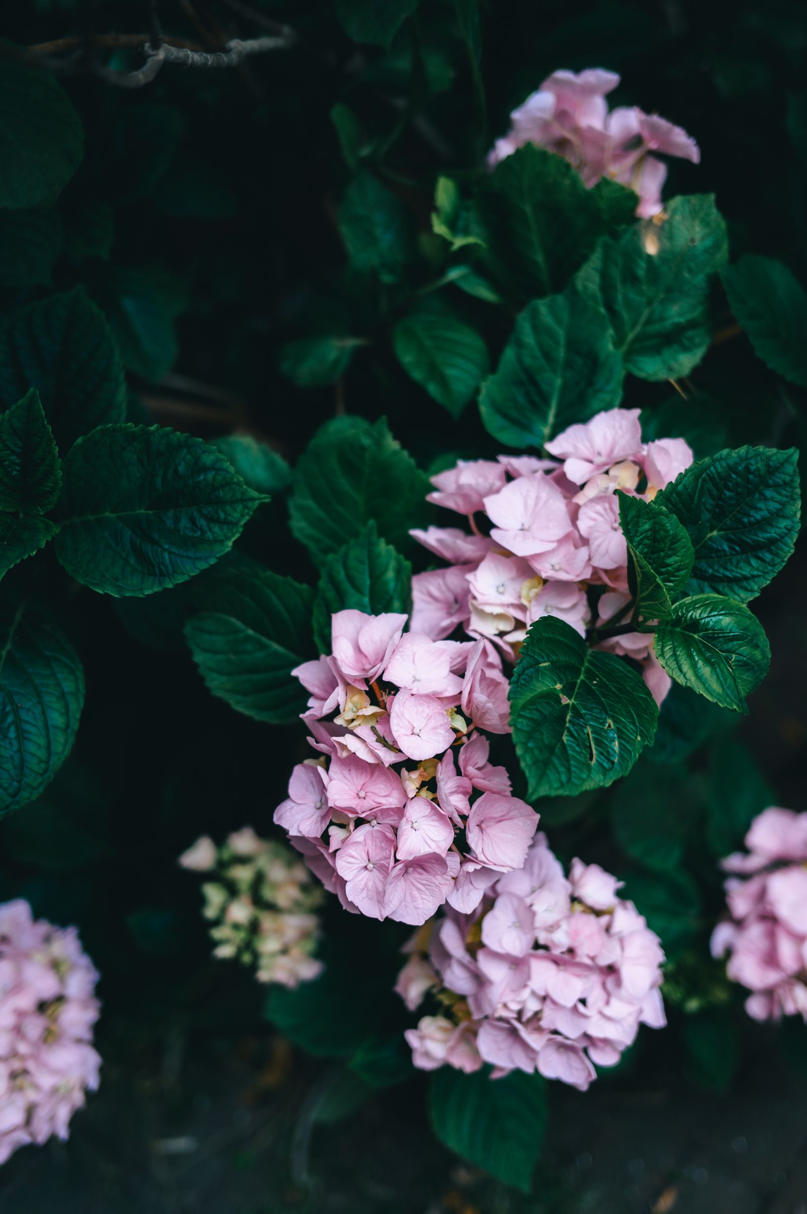 Hortensia en fleurs dans un jardin
