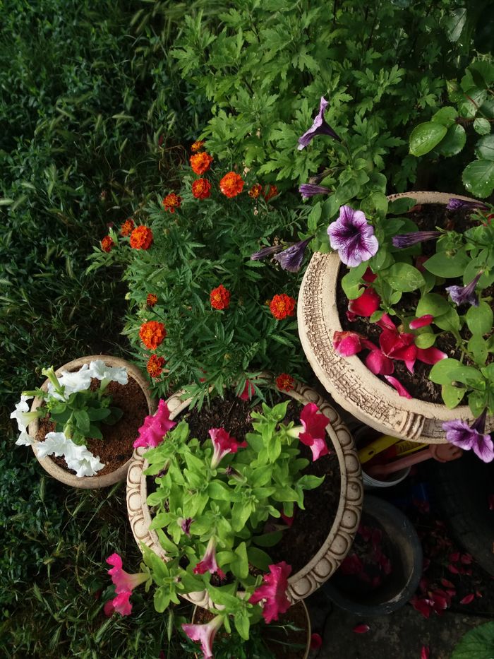 Vibrant garden flower pots with marigolds and petunias in Ukrainian garden.