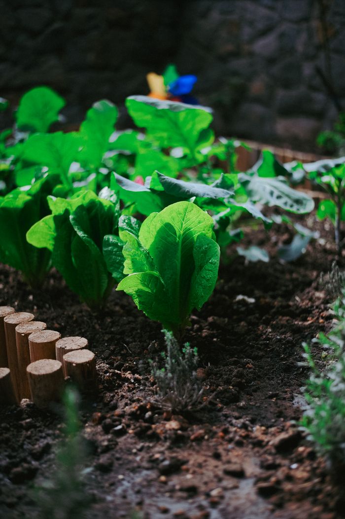 Vibrant romaine lettuce plants grow in a well-maintained garden bed with natural light.