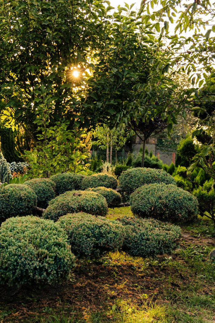 A serene garden in Неговцы, Ukraine, showcasing sunlit shrubs and trees with beautiful natural lighting.