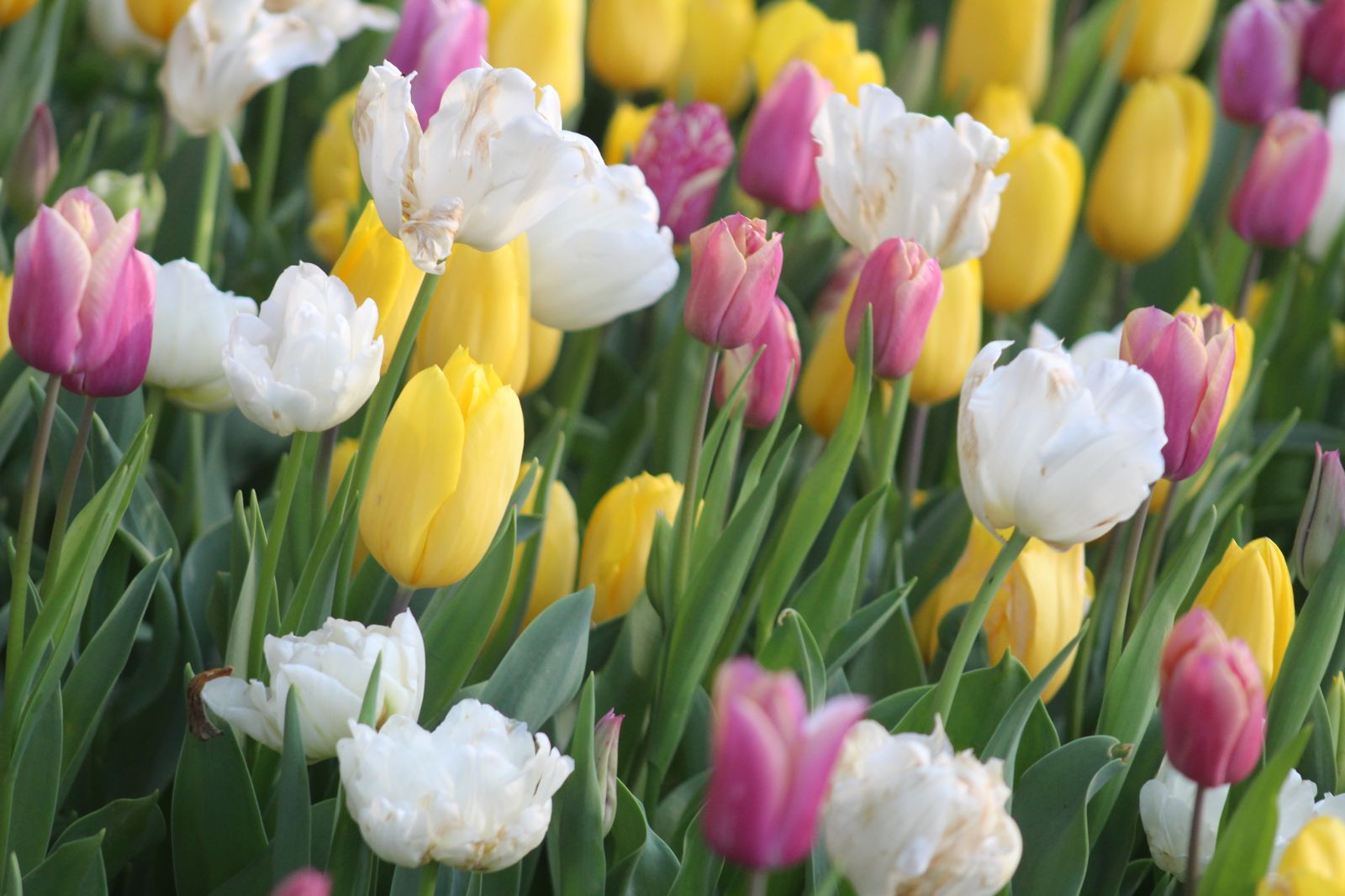 Massif de tulipes multicolores obtenu après une plantation des bulbes en automne