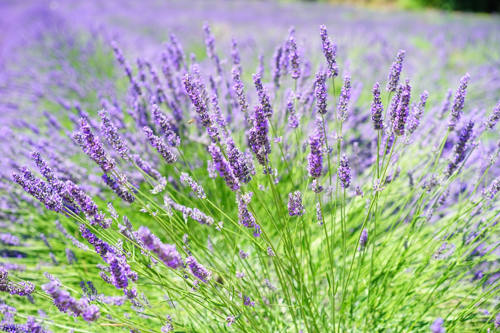 Pieds de lavande en fleurs dans un jardin