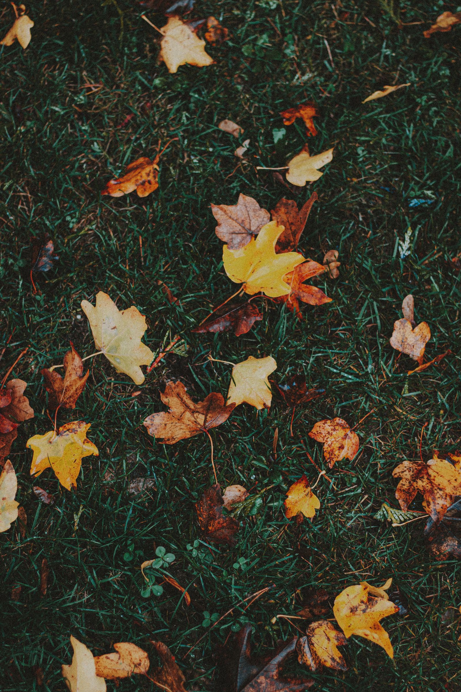 Pelouse verte couverte de feuilles d'automne