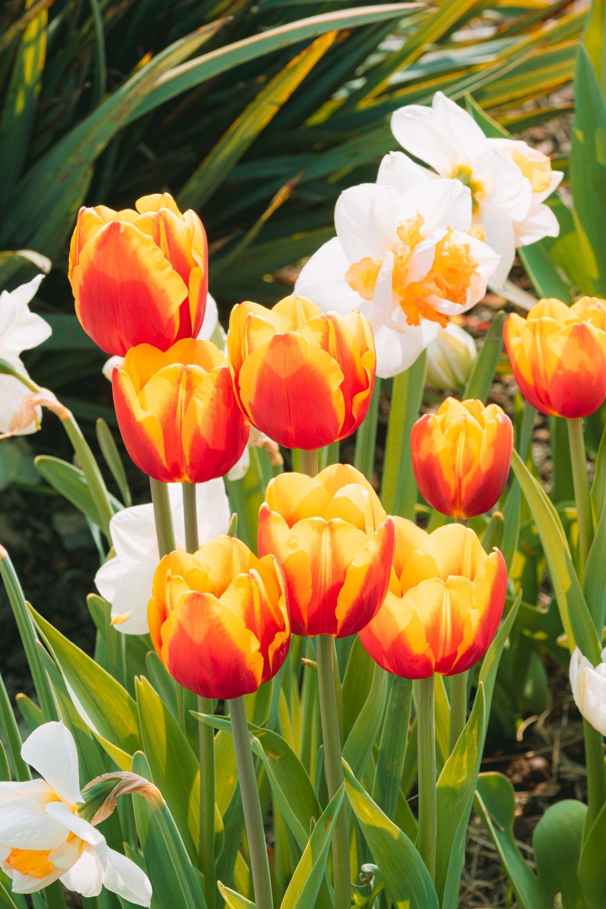 Tulipes orange et narcisses blancs fleuris dans un massif de jardin au printemps